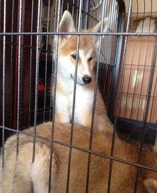 哈尔滨网红秋田犬叫什么,萌犬“小黑”的传奇故事