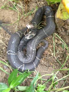 蛇哥爆料大全视频,揭秘背后真相与惊人内幕